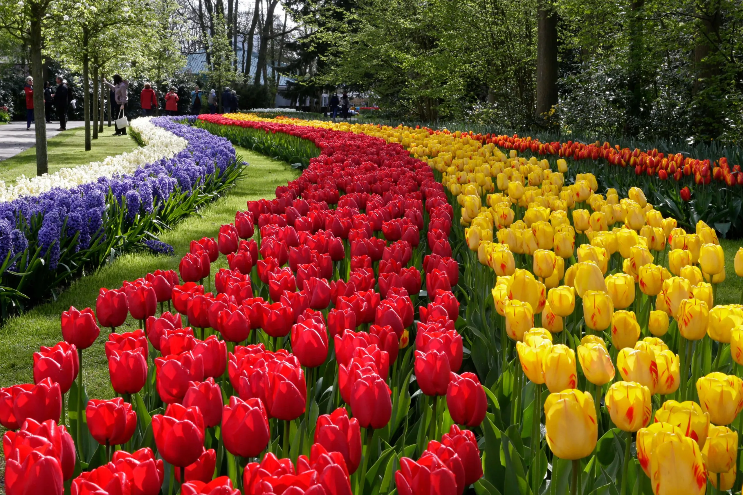 Keukenhof & Tulip Fields